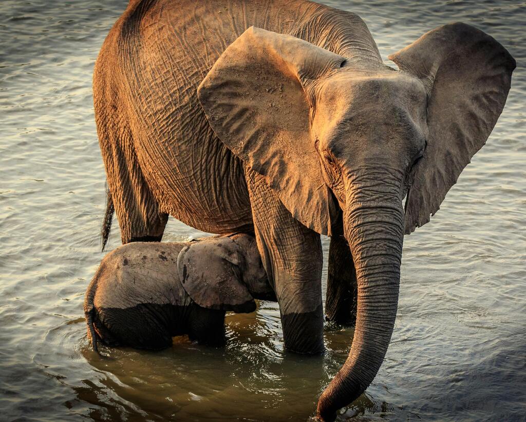 A baby Zambia elephant